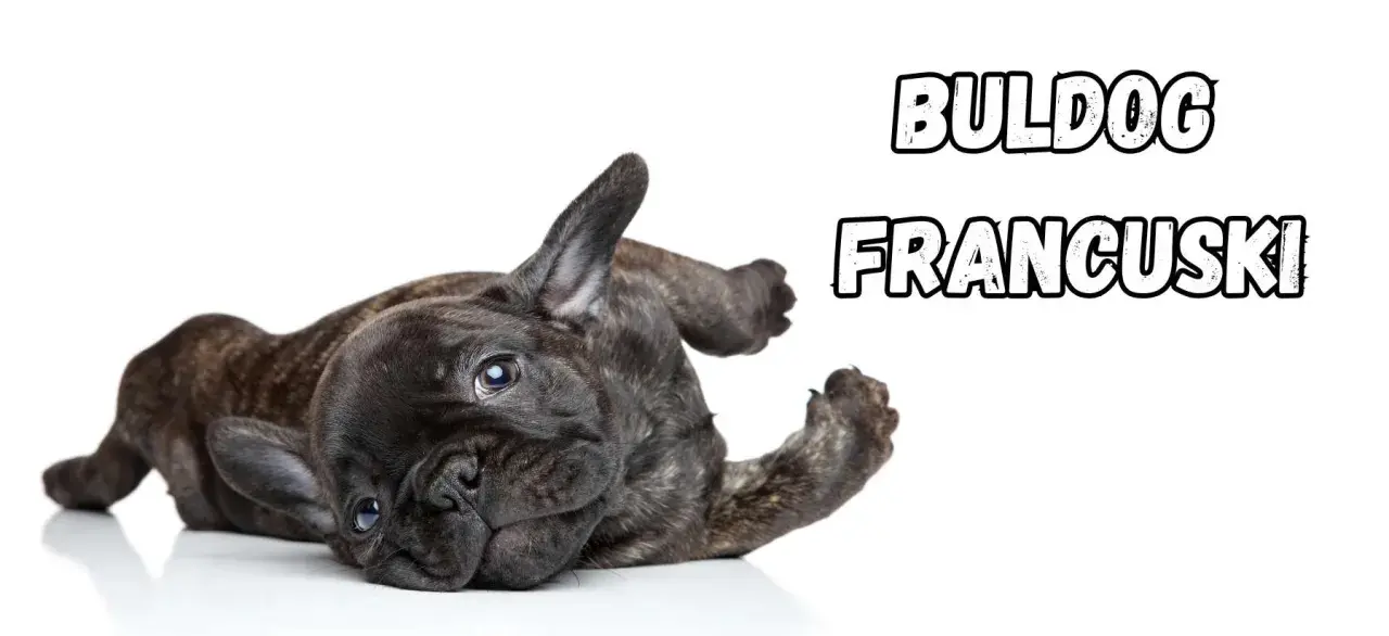Uroczy buldog francuski leży na plecach, pokazując swoje łagodne usposobienie.