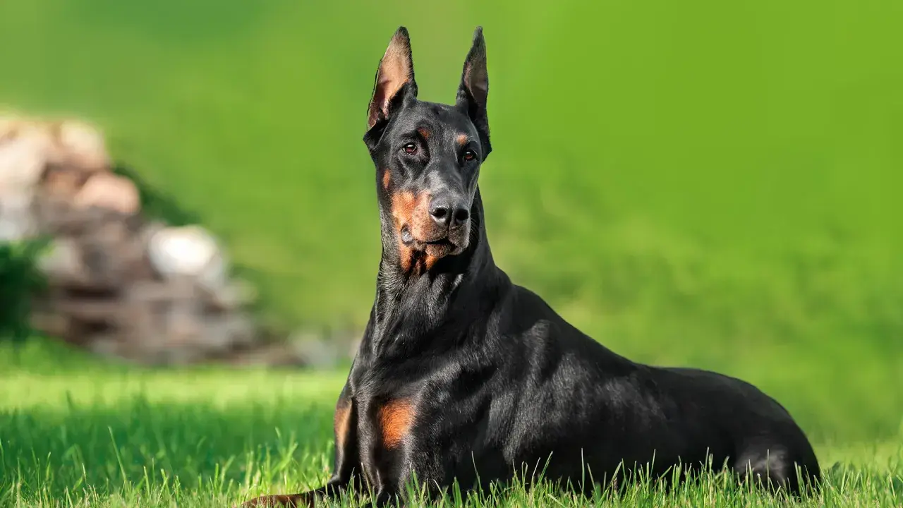 Czarny doberman leży na trawie, jego czujny wzrok i postawa odzwierciedlają jego charakter.