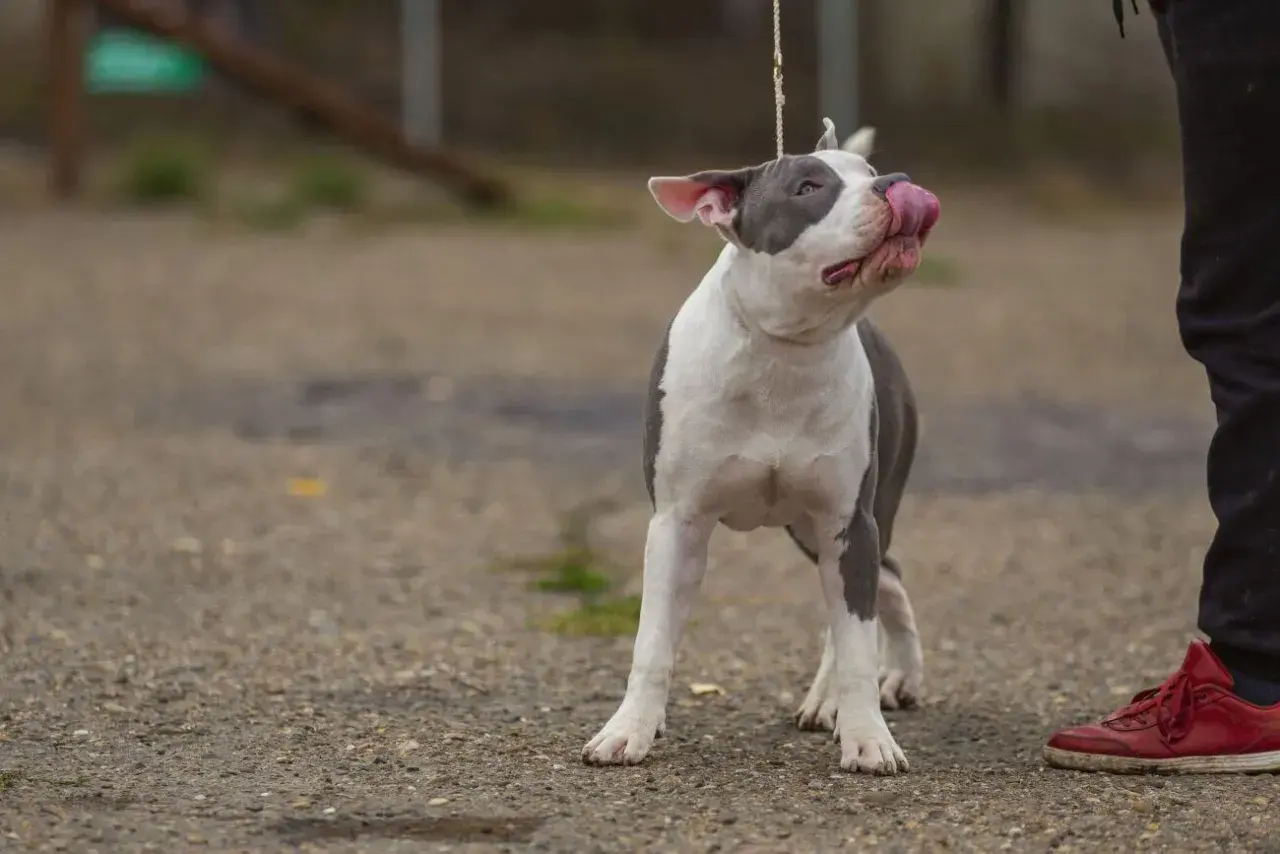 Uroczy amstaff miniaturka na smyczy, oblizuje pyszczek, patrząc na swojego pana.