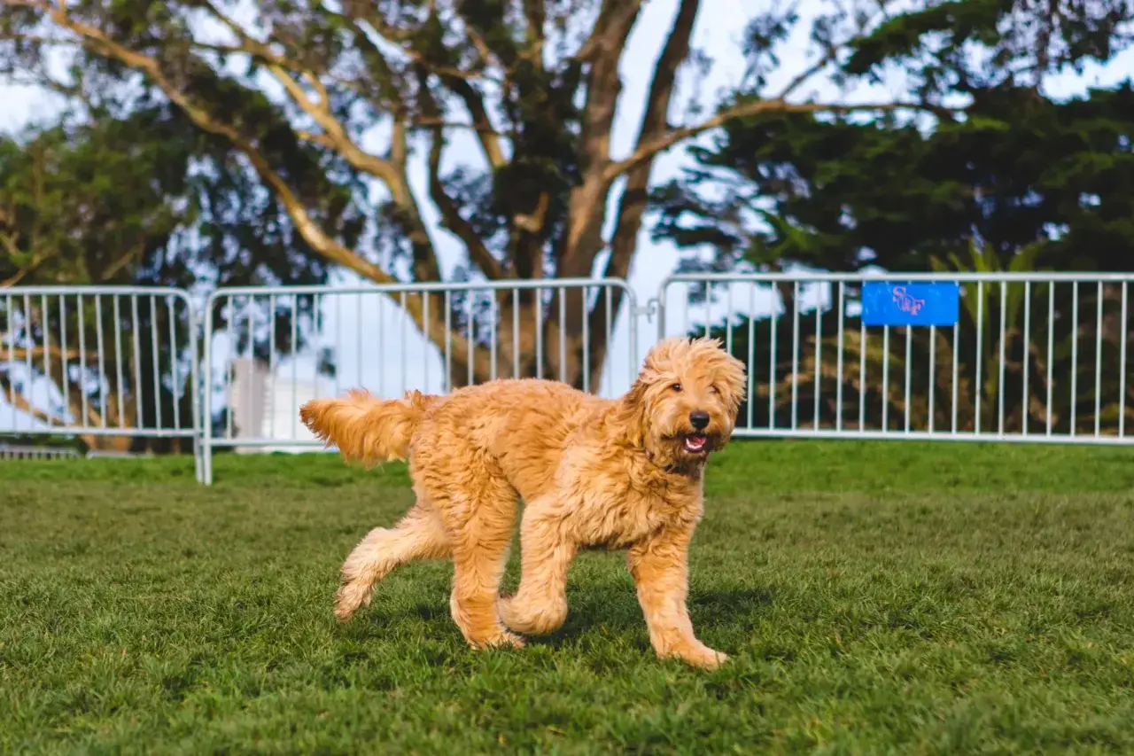 Puszysty, rudy piesek rasy poodle doodle biega po zielonej trawie.