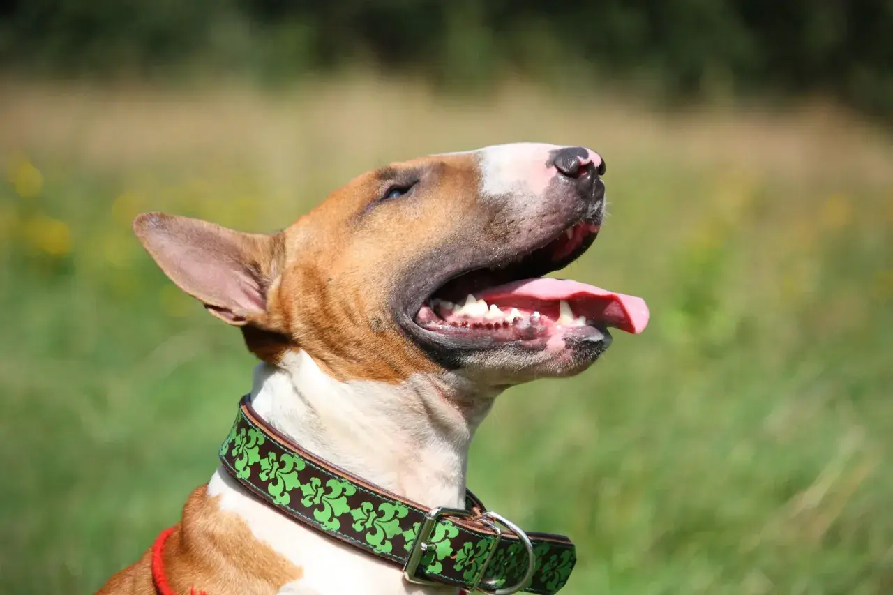 Bull terrier, pies o charakterystycznym wyglądzie, z językiem na wierzchu, w zielonej obroży.