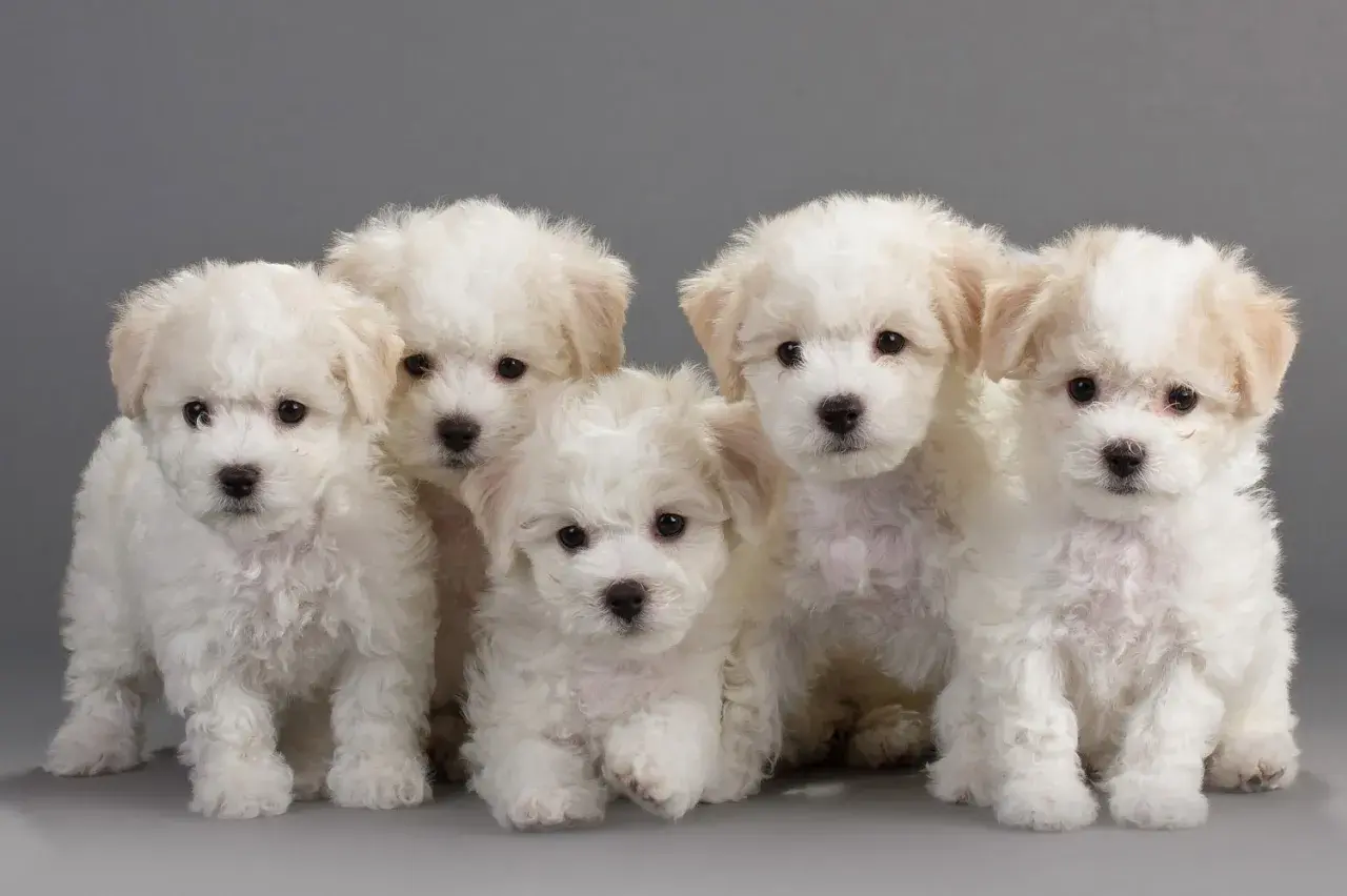 Pięć uroczych szczeniąt rasy bichon frise siedzi razem. Zastanawiasz się nad bichon frise cena?