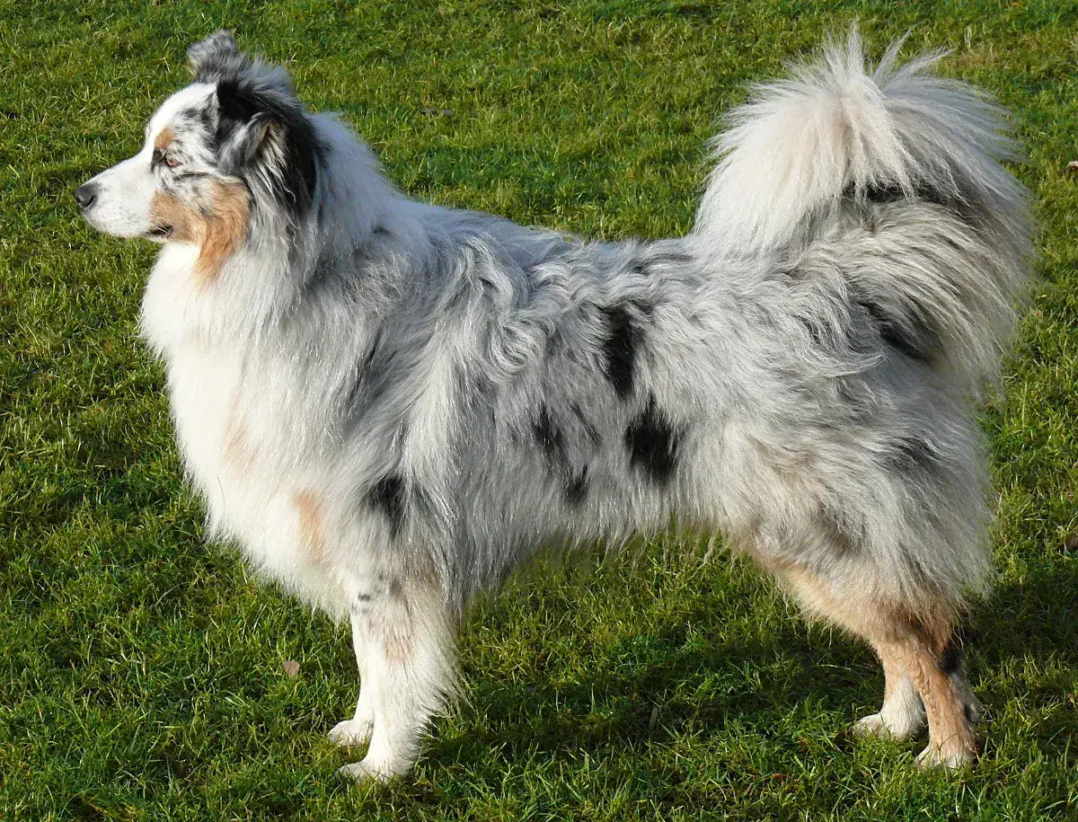 Piękny australijski pies pasterski w kolorze blue merle stoi na zielonej trawie, z puszystym ogonem i charakterystycznym umaszczeniem.