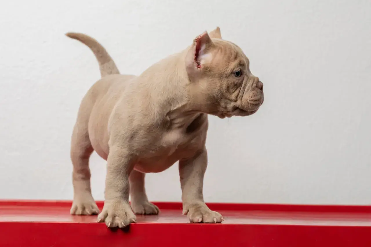 Uroczy szczeniak american bully mini, z jasnym futerkiem i zmarszczkami na pyszczku, stoi na czerwonej powierzchni.