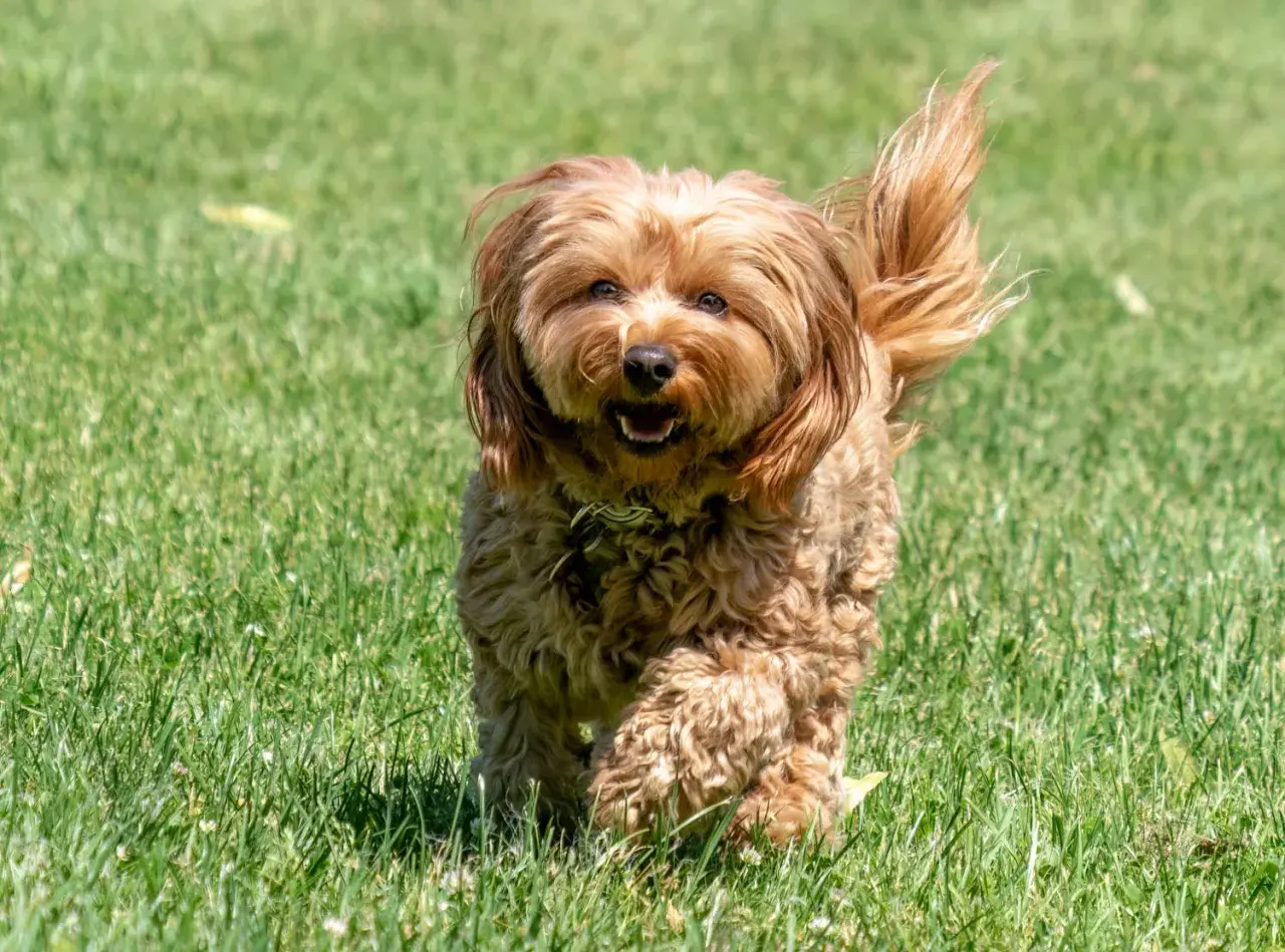 Wesoły cavapoo dorosły biegnie po zielonej trawie, machając puszystym ogonem.