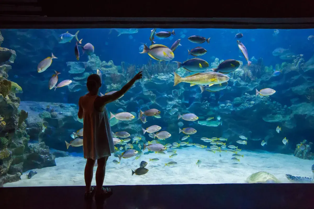 Dziewczynka zachwyca się podwodnym światem w oceanarium nad morzem, wskazując palcem na ławicę ryb.