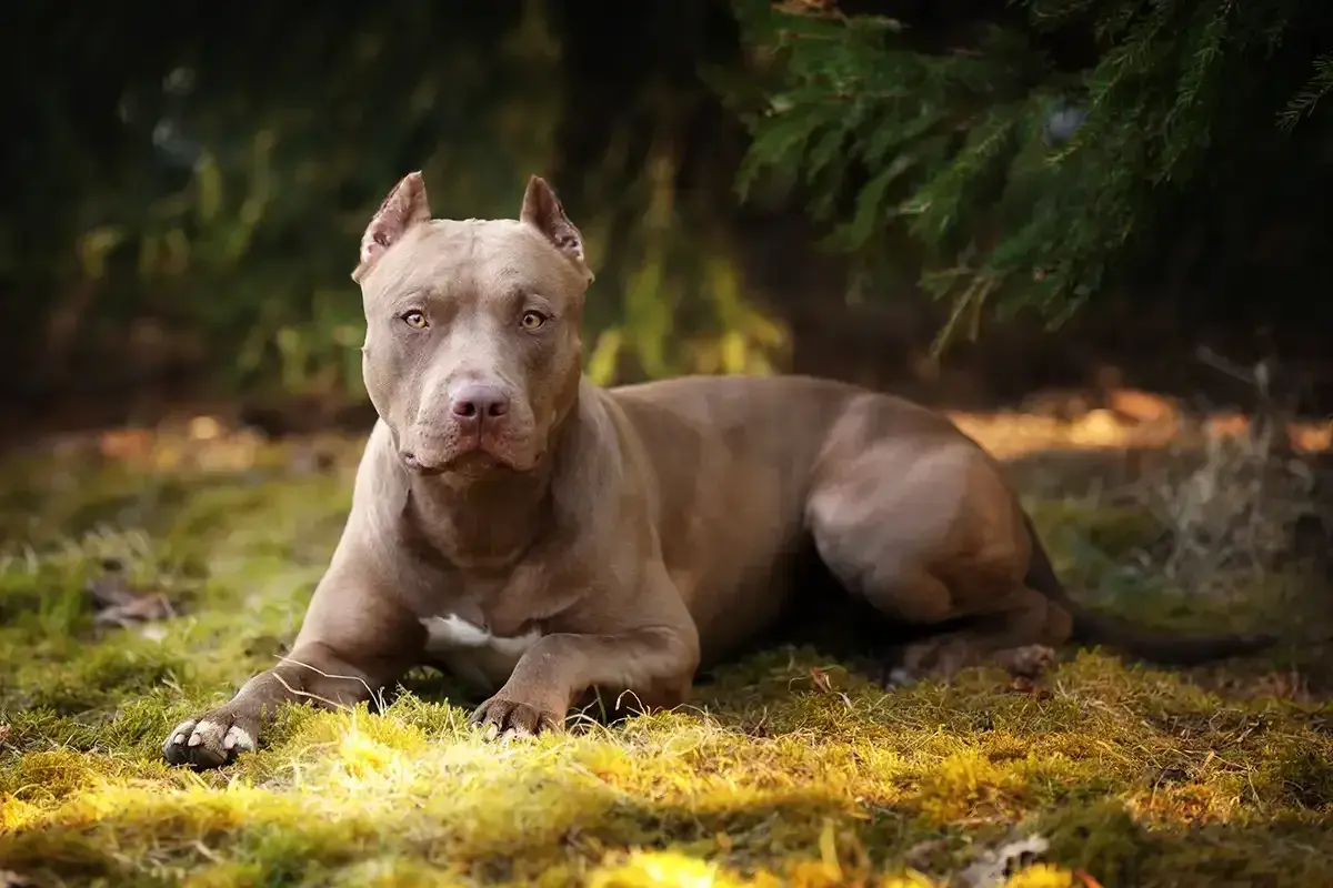 Potężny, brązowy pitbull miniaturka leży na trawie pod drzewem.