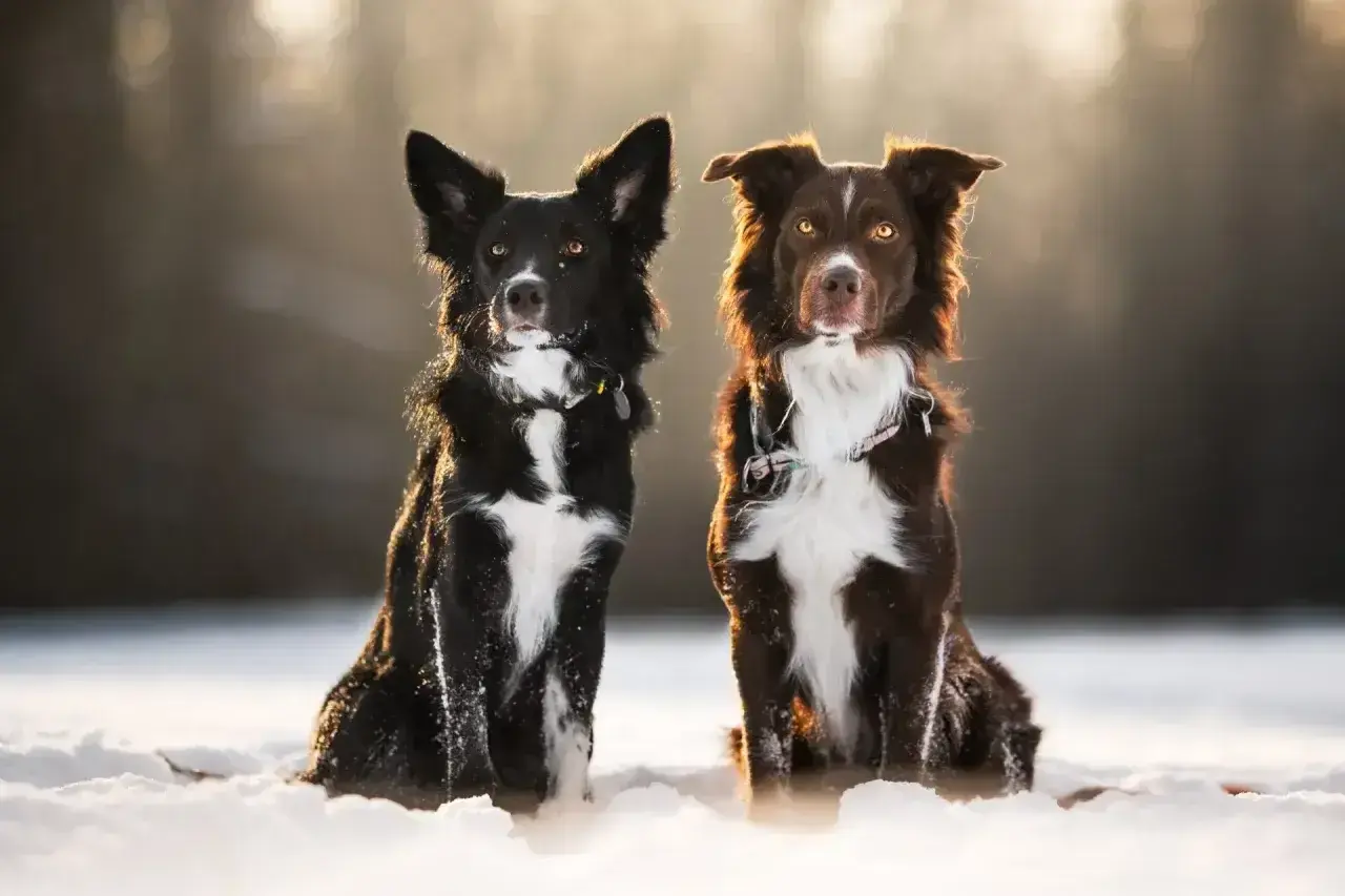 Dwa urocze psy rasy border collie miniaturka siedzą w śniegu, oświetlone ciepłym światłem.
