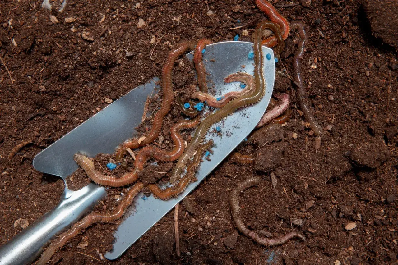 Dżdżownice na łopatce, wśród niebieskich granulek. Ziemia wokół sugeruje, co jedzą dżdżownice – resztki organiczne.