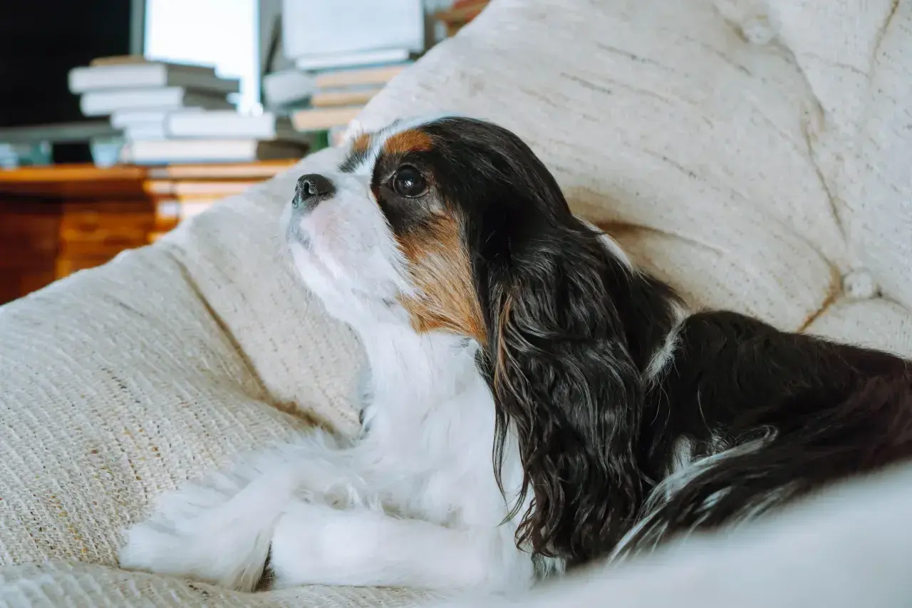 Spokojny pies do mieszkania, Cavalier King Charles Spaniel, leży na kanapie, zamyślony.