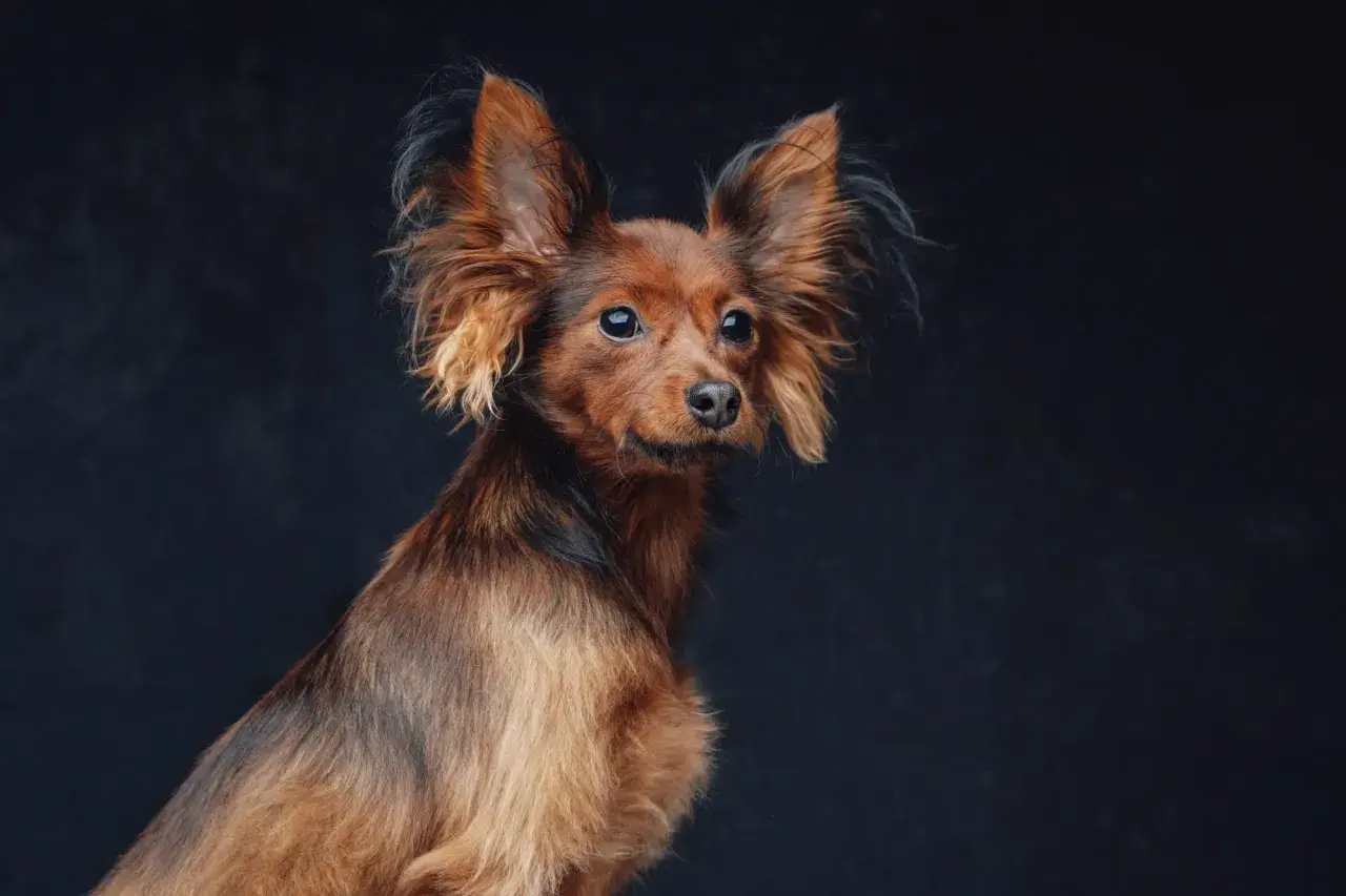 Rudy toy terrier z wielkimi uszami patrzy w bok na ciemnym tle.