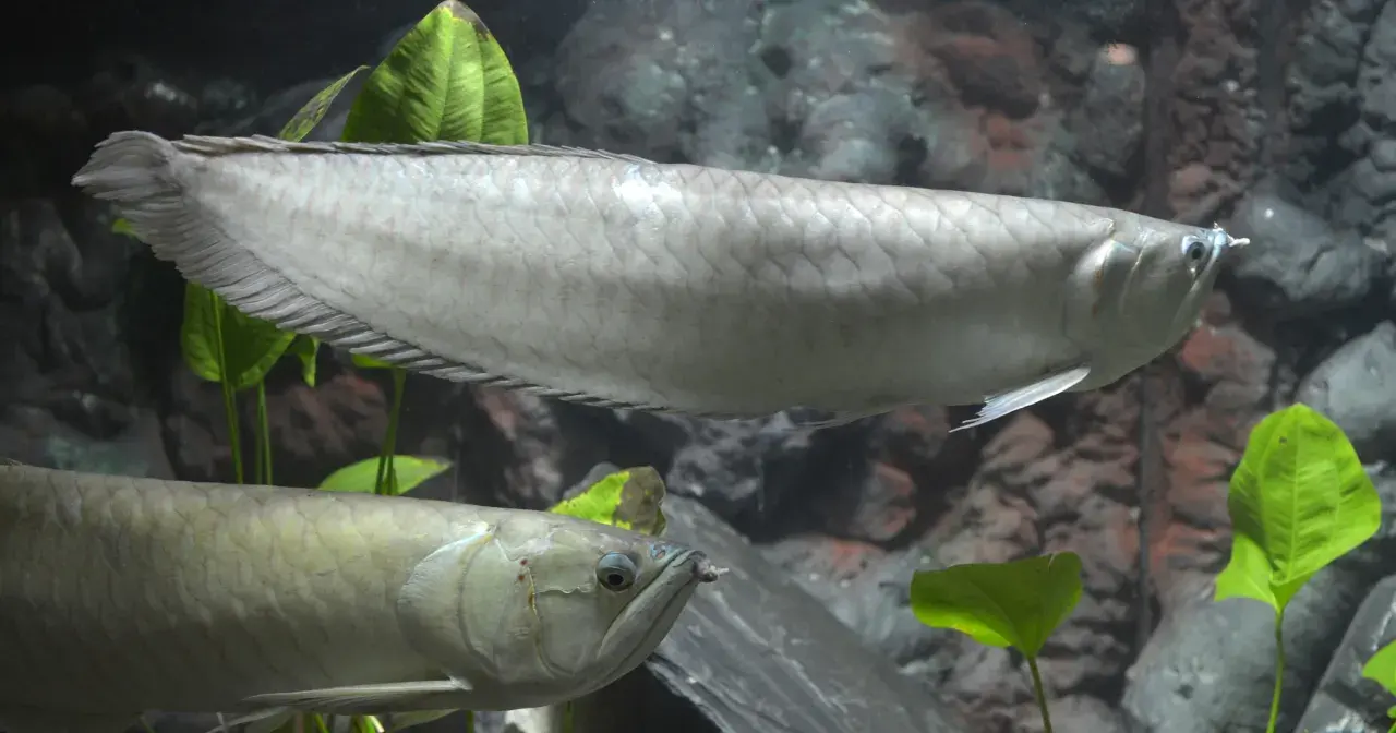 Dwa srebrzyste arowany pływają w akwarium w Oceanarium Toruń.