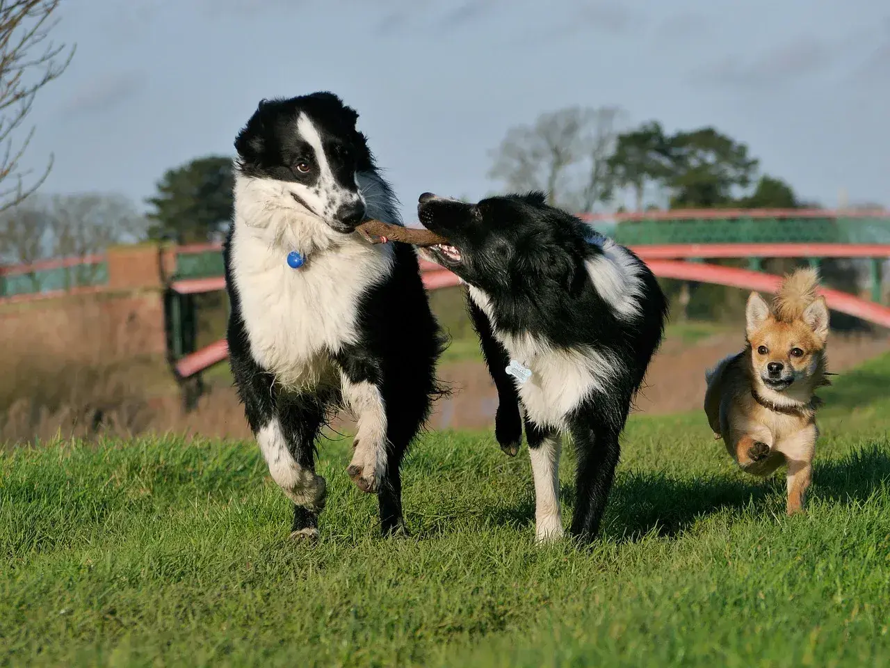 Dwa border collie walczą o patyk, a mały piesek biegnie obok. Może to właśnie ten najdłużej żyjący pies?