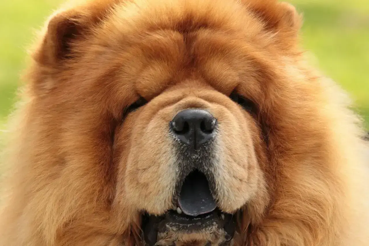 Puszysty pies rasy chow chow z otwartym pyskiem. Zastanawiasz się nad chow chow cena?