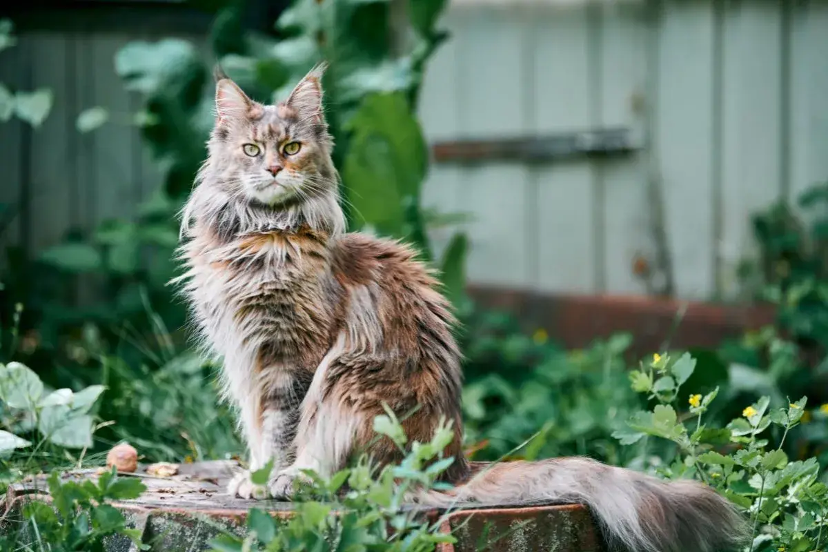 Majestatyczny maine coon najwiekszy, z bujnym futrem i przenikliwym spojrzeniem, siedzi wśród zieleni.