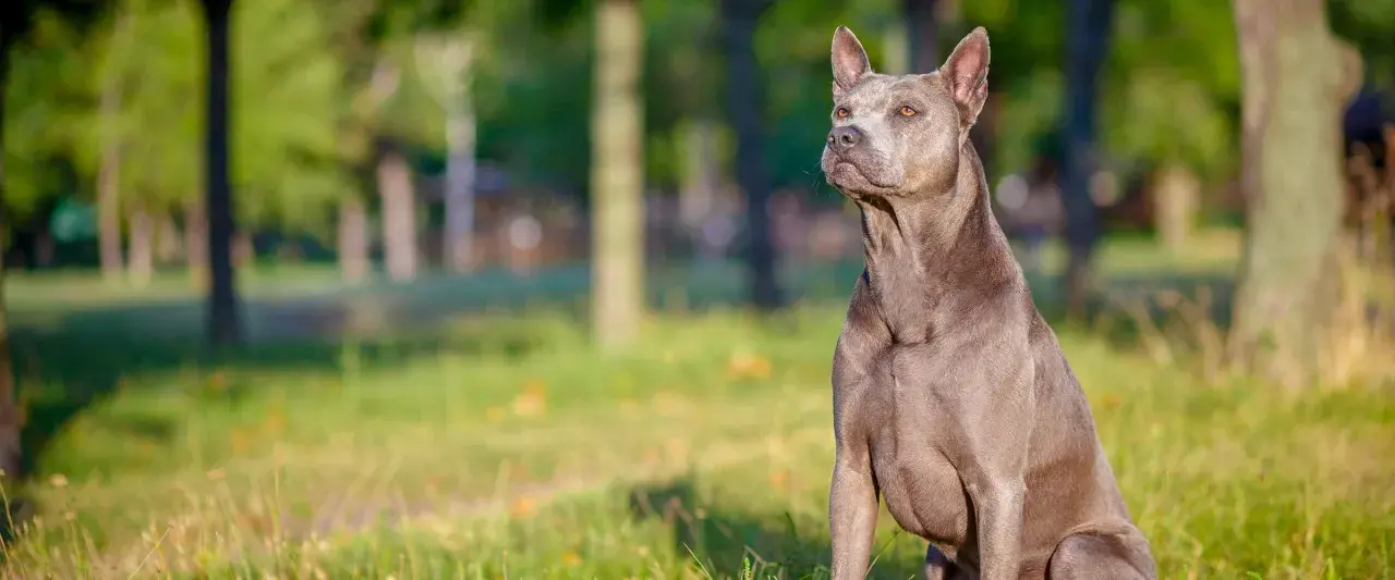 Szlachetny pies rasy thai ridgeback, siedzący na trawie. Zastanawiasz się nad thai ridgeback cena?