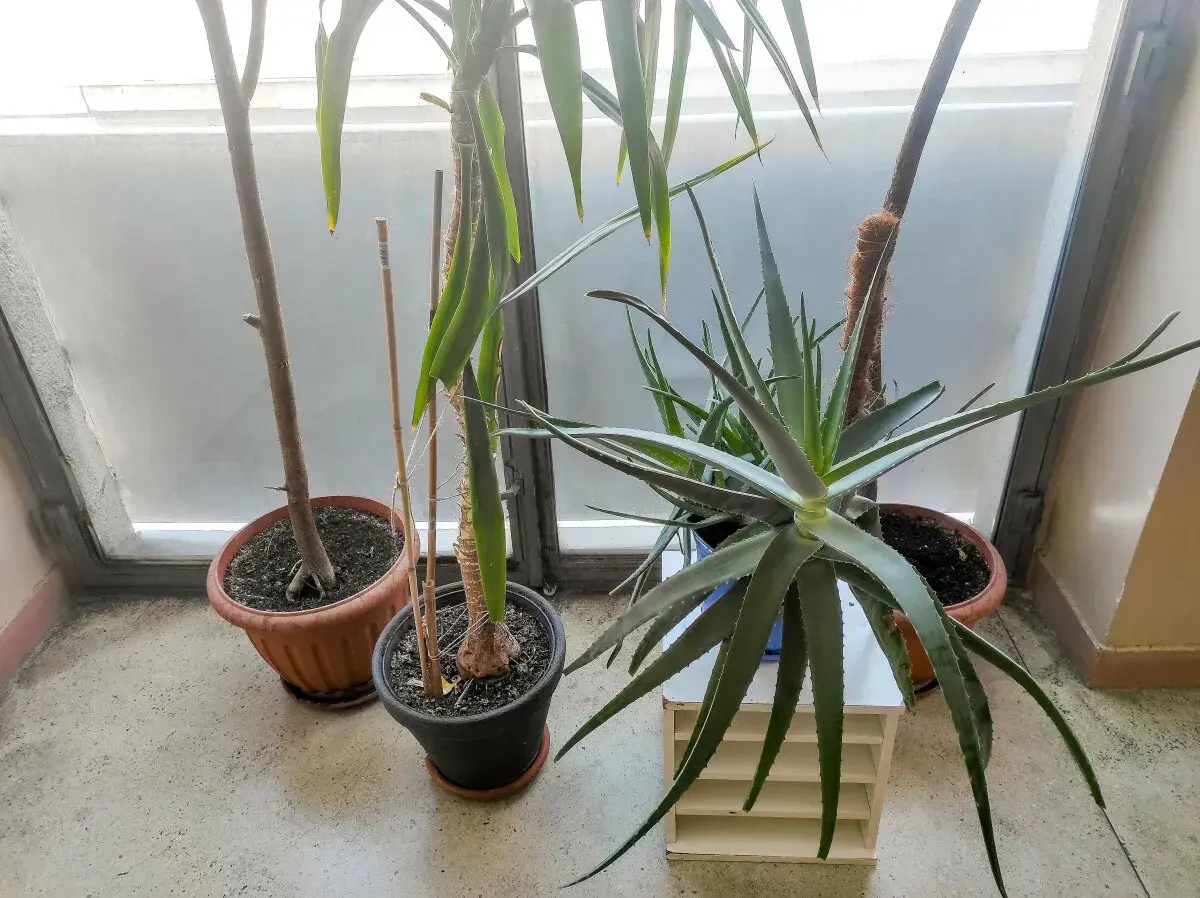 Rośliny doniczkowe, w tym aloes, stoją przy oknie. Czy aloes jest trujący dla kota? Nie, aloes jest bezpieczny dla kotów, choć może powodować lekkie problemy żołądkowe.