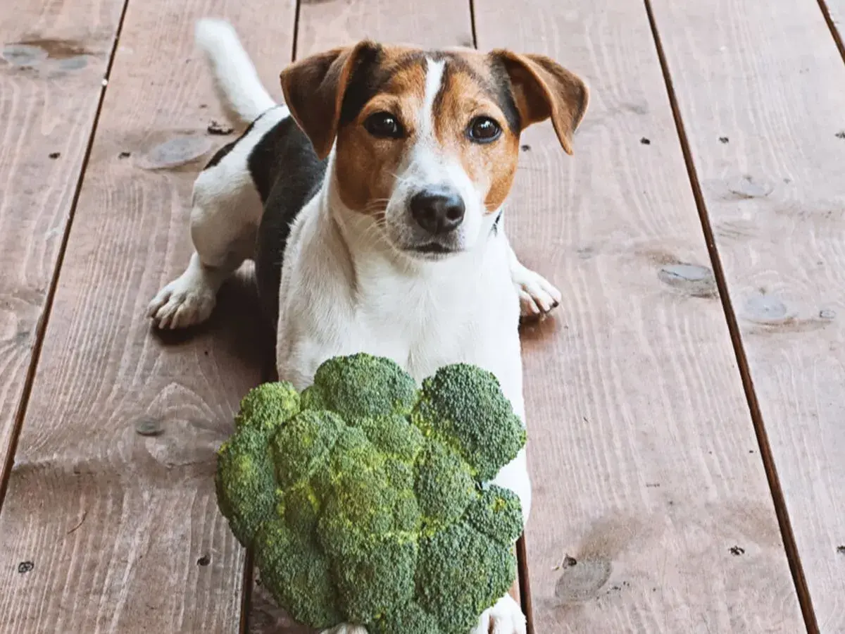 Jack Russell terrier z zaciekawieniem patrzy na brokuły. Czy pies może jeść brokuły? Ten psiak wydaje się być gotowy do próby!