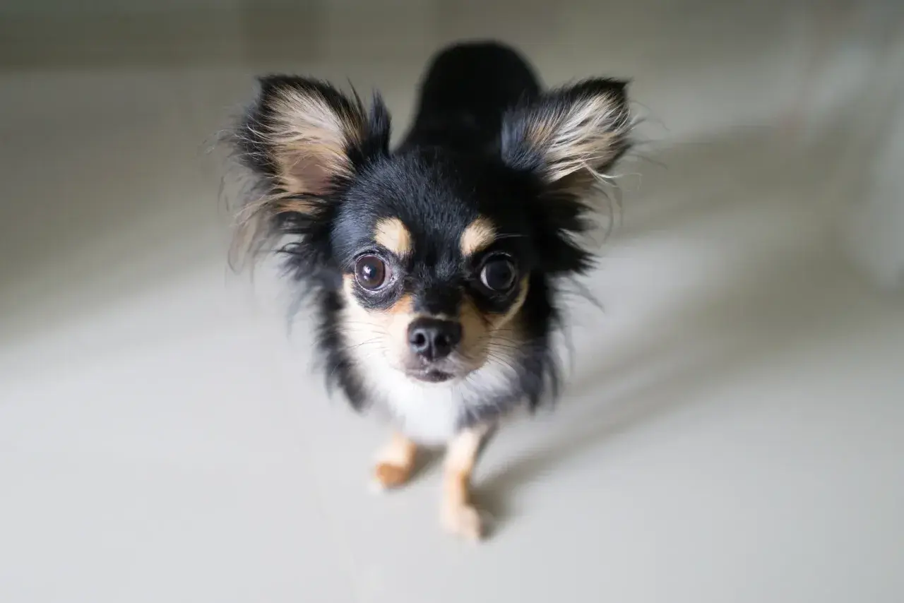 Uroczy chihuahua z wielkimi oczami, czeka na swojego właściciela. Sprawdź chihuahua cena!
