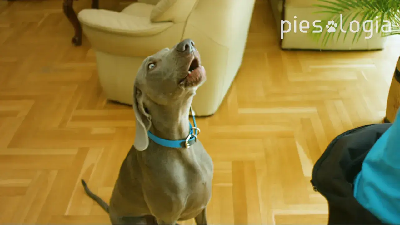 Szary pies z niebieską obrożą szczeka, ucząc się komendy "daj głos".