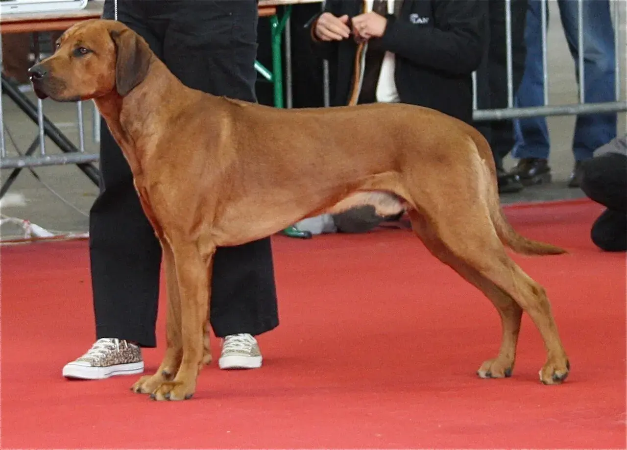 Rhodesian Ridgeback, znany jako pies na lwy, prezentuje się dumnie na czerwonym dywanie.