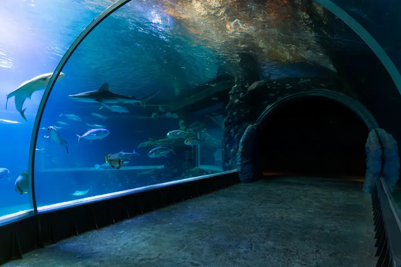 Podwodny tunel w oceanarium Ustka. Rekiny i ławice ryb pływają w akwarium, tworząc magiczny widok.