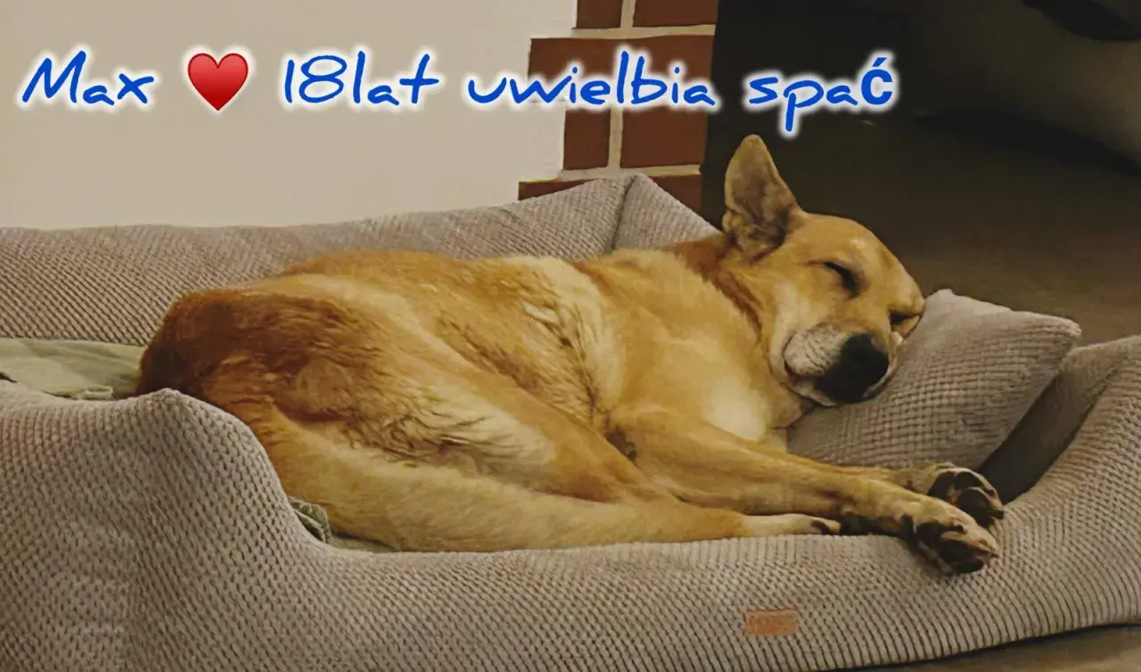 Max, 18-latek, śpi głęboko. Czy psy mają sny? Max na pewno odpoczywa, marząc o psich przygodach.