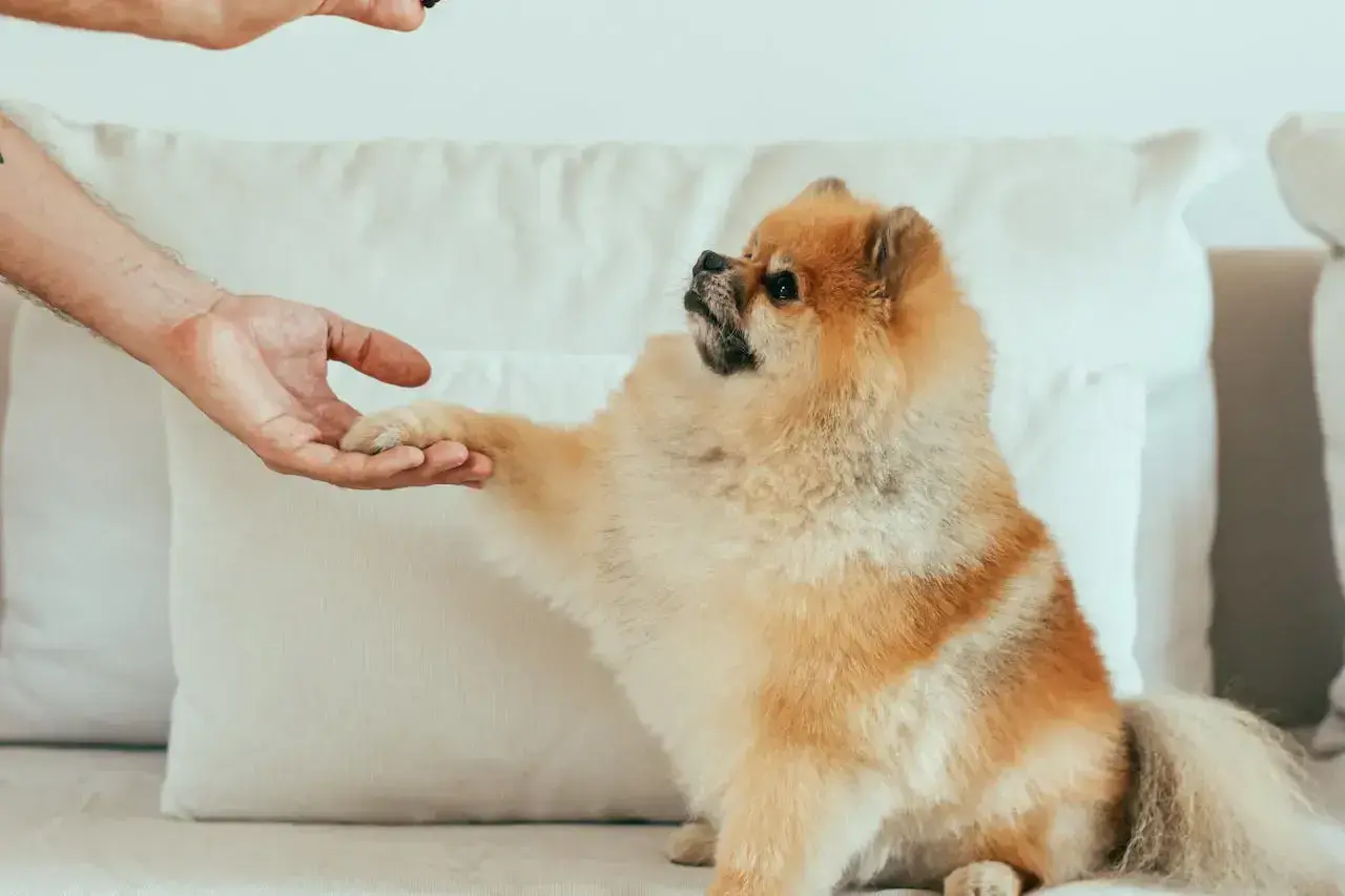 Pomeranian, często uważany za najdroższą rasę psa, podaje łapę.