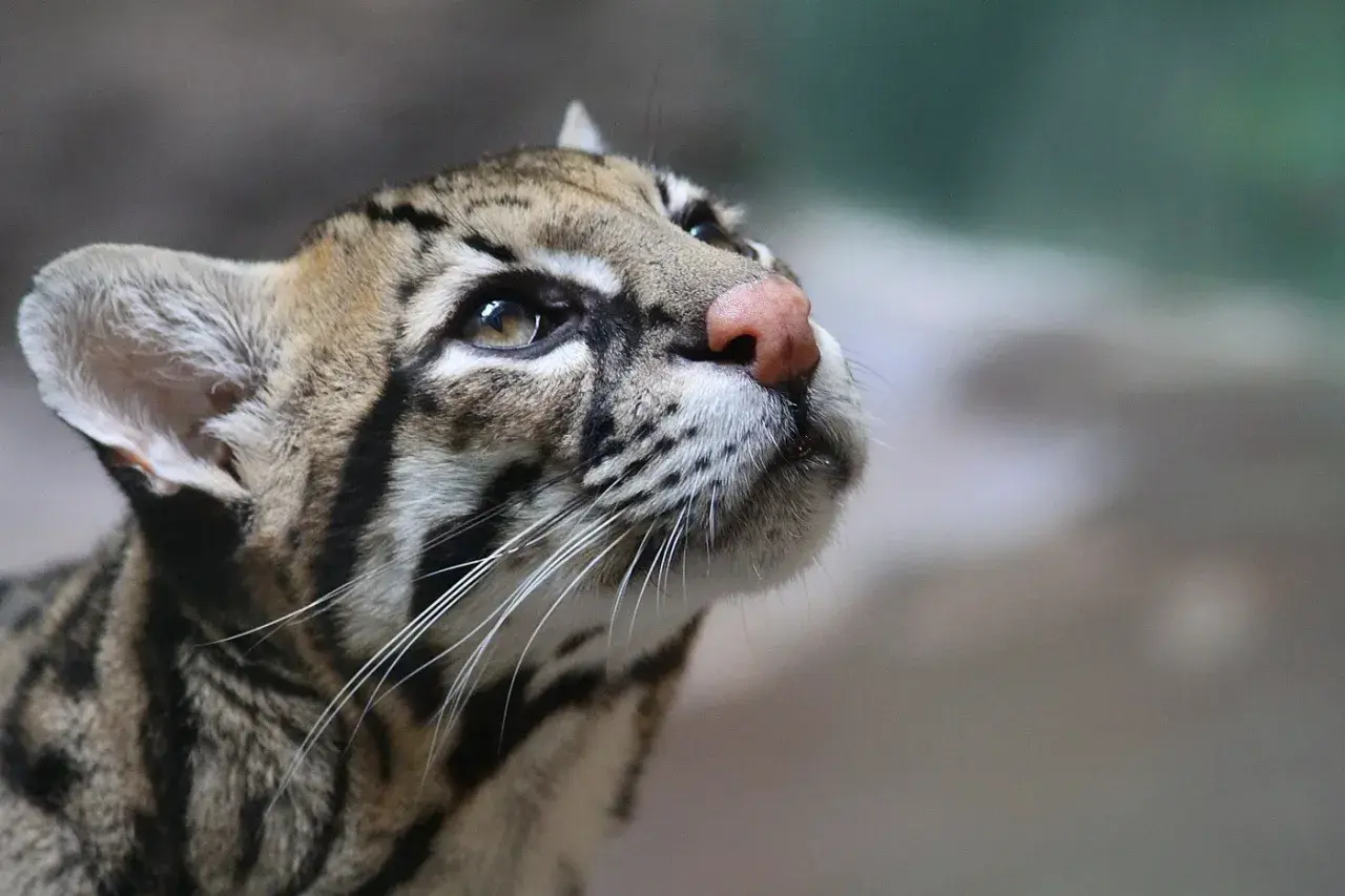 Ocelot domowy z różowym nosem i pięknymi oczami spogląda w górę, jego futro ozdobione jest charakterystycznymi cętkami.