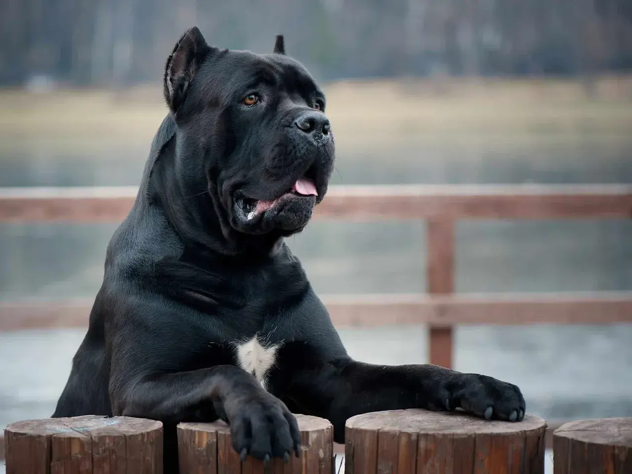 Potężny, czarny pies rasy cane corso, największy przedstawiciel tej rasy, opiera się o drewniane pnie.