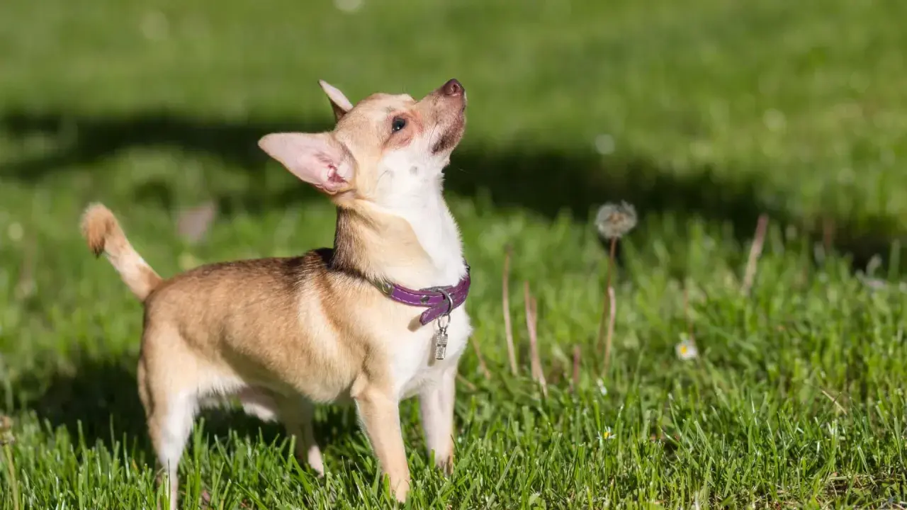Mały chihuahua z fioletową obrożą, o żywym charakterze, obserwuje coś na trawie.