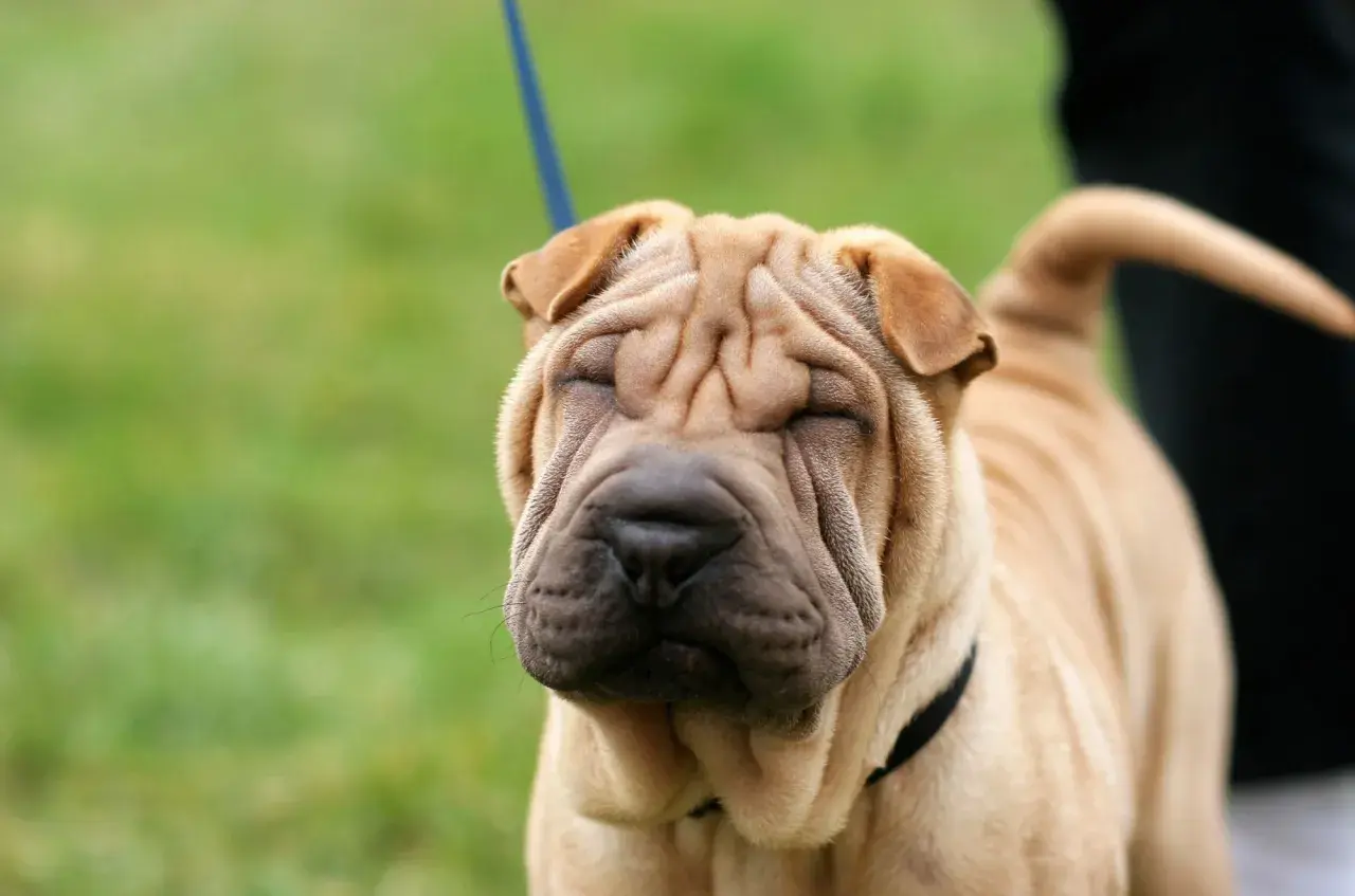 Uroczy shar pei z pomarszczoną buzią, idealny towarzysz. Sprawdź shar pei cena, jeśli marzysz o takim psie.