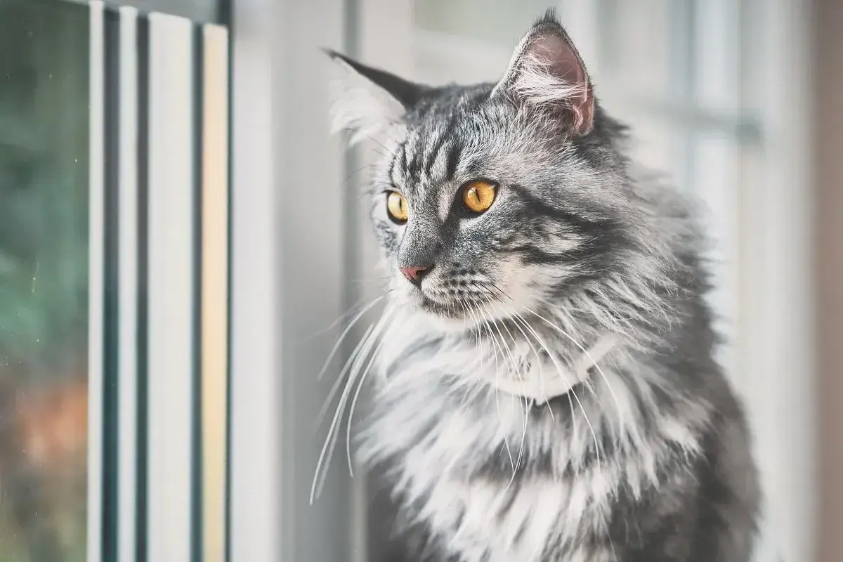 Piękny kot z długą sierścią, prawdopodobnie krzyżówka Maine Coon, z bursztynowymi oczami spogląda przez okno.