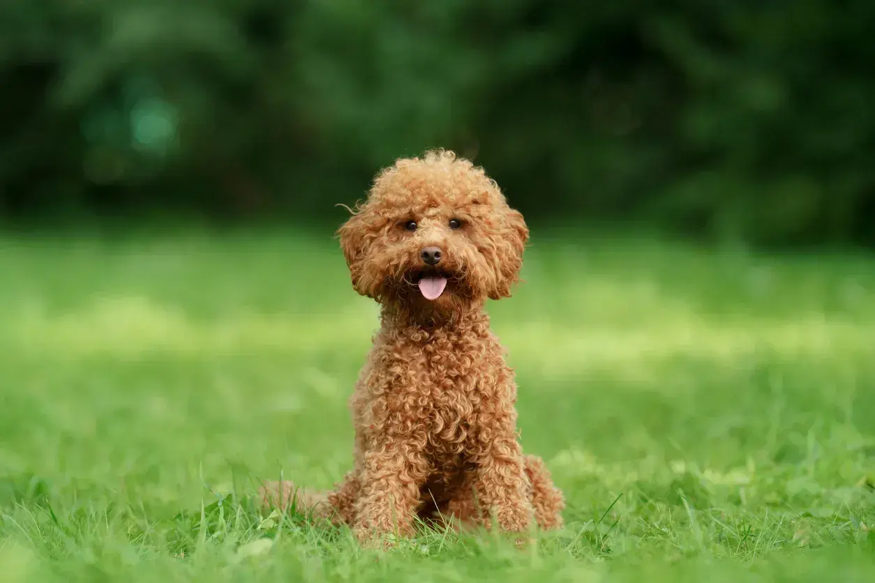 Uroczy, rudy maltipoo dorosły siedzi na trawie. Jego waga jest idealna dla tej rasy.