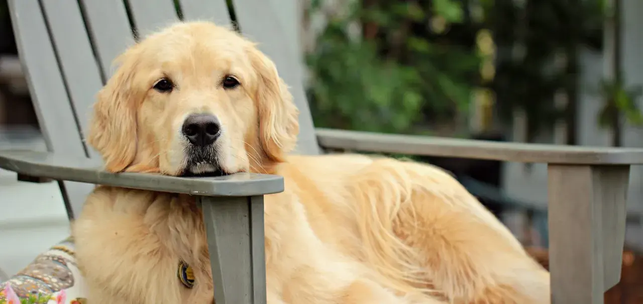 Duży pies rasy golden retriever odpoczywa na krześle ogrodowym, zrelaksowany i szczęśliwy.