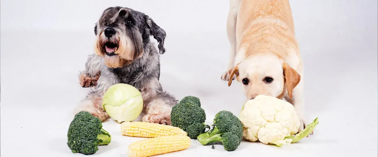 Dwa psy badają warzywa. Czy pies może jeść kalafior? Labrador wącha kalafior, a sznaucer leży obok brokułów i kapusty.