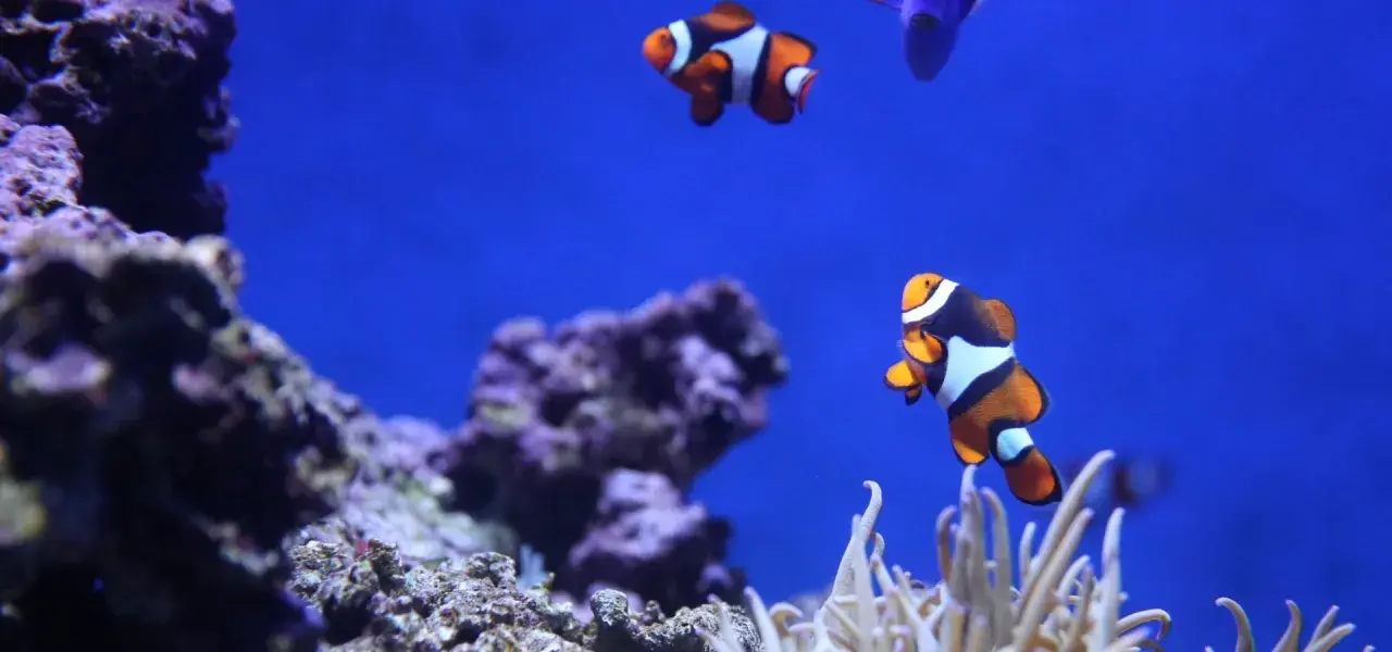 Błazenki pływające wśród koralowców w oceanarium w Świnoujściu.