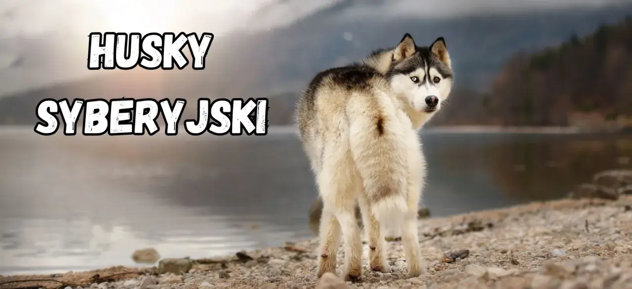 Piękny syberyjski szpic z dwukolorowymi oczami stoi na kamienistej plaży nad jeziorem.