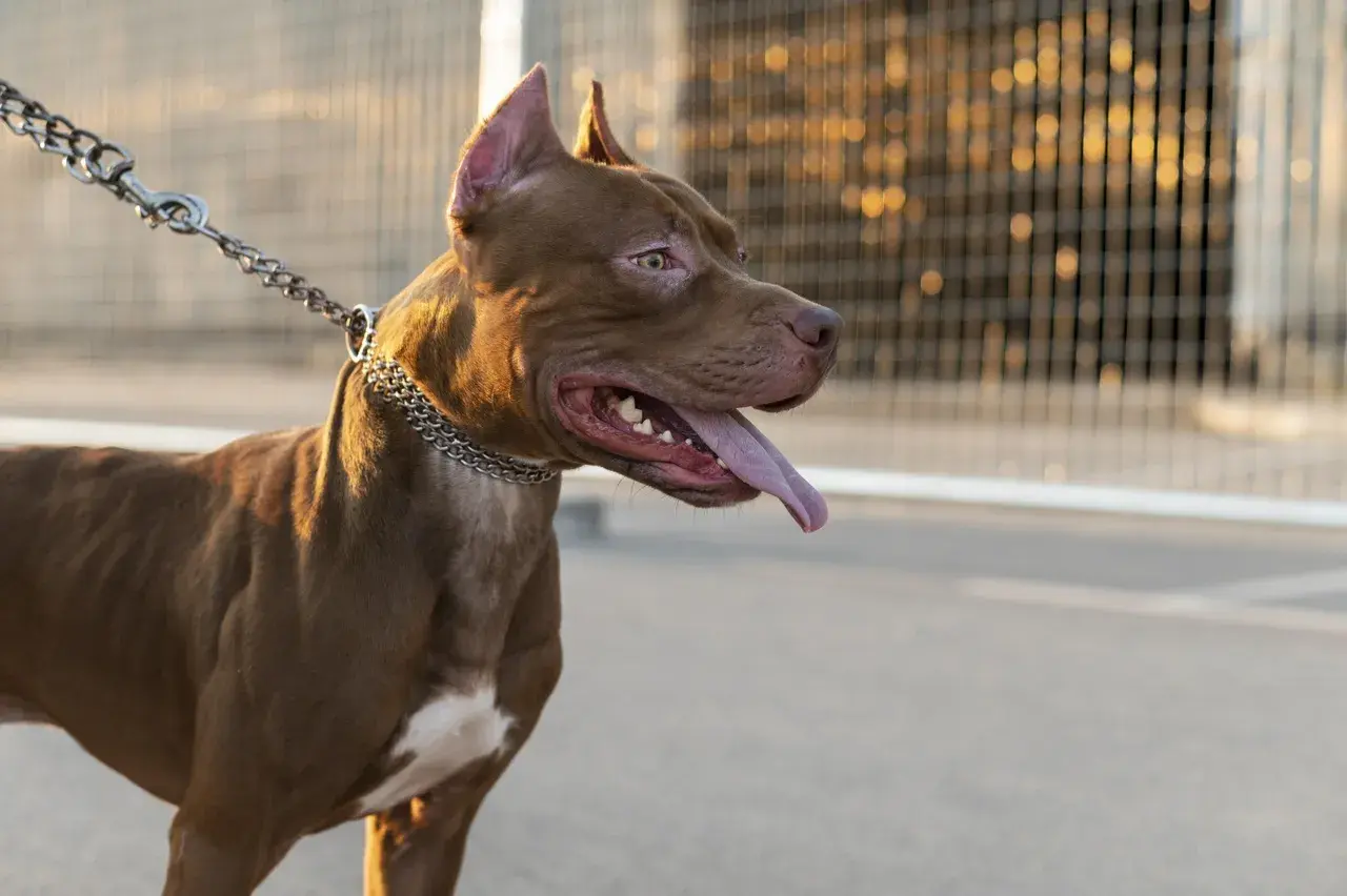 Brązowy pies rasy pitbull na smyczy, z metalowym łańcuszkiem na szyi, wygląda groźnie.