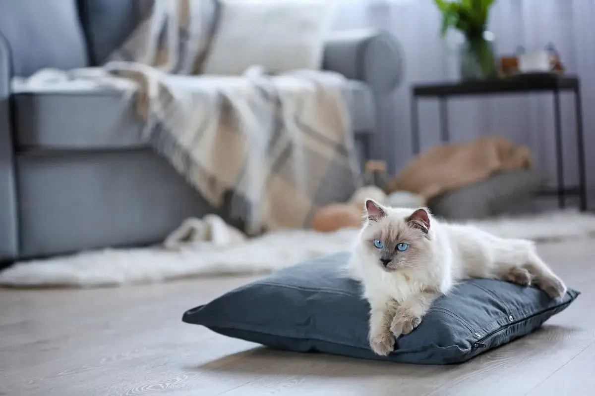 Piękny kot rasy Ragdoll z niebieskimi oczami leży na poduszce. Zastanawiasz się, ile kosztuje kot tej rasy?