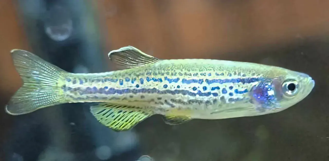 Danio pręgowane z niebieskimi plamkami, idealne do akwarium z odpowiednią temperaturą wody.