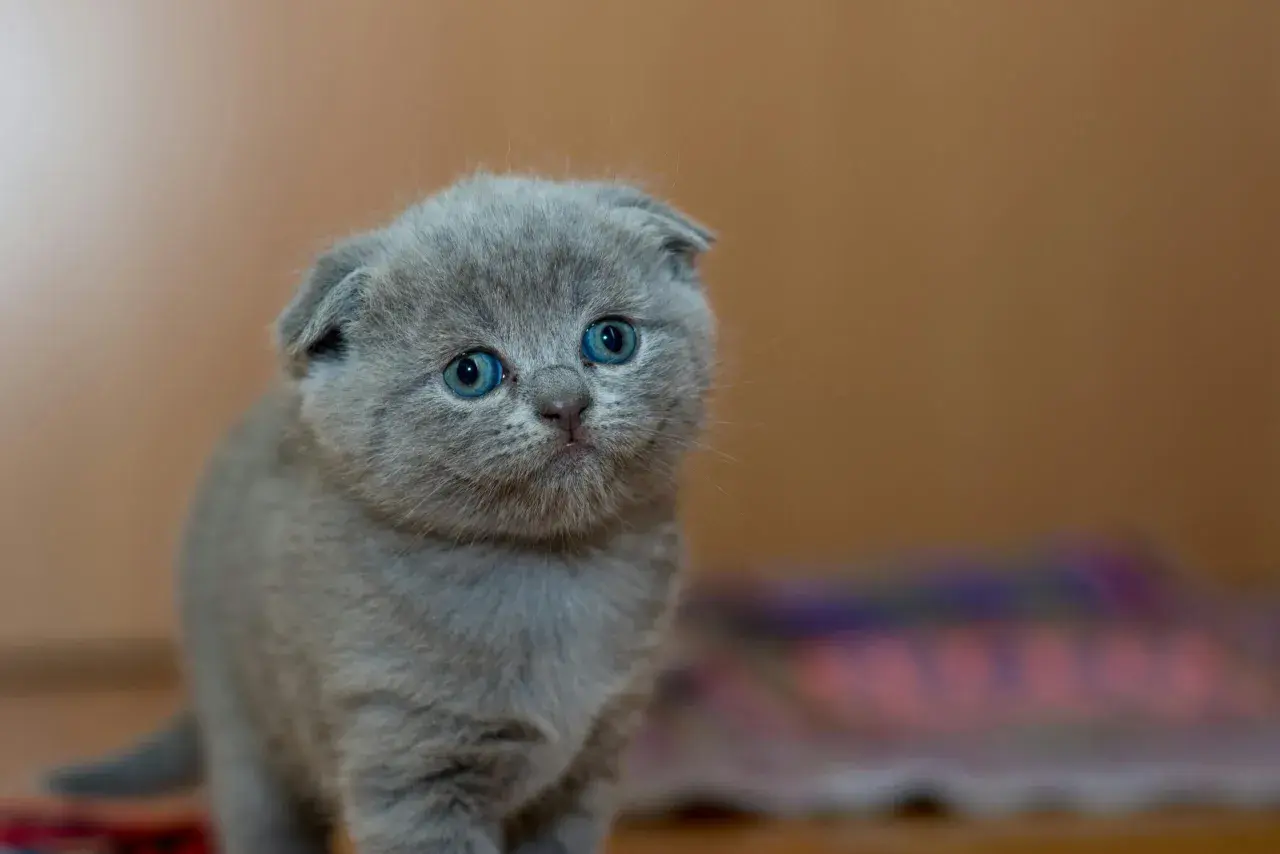 Uroczy, szary kotek rasy Scottish Fold z niebieskimi oczami. Zastanawiasz się, ile żyją koty brytyjskie? Ten maluch ma przed sobą długie, szczęśliwe życie.