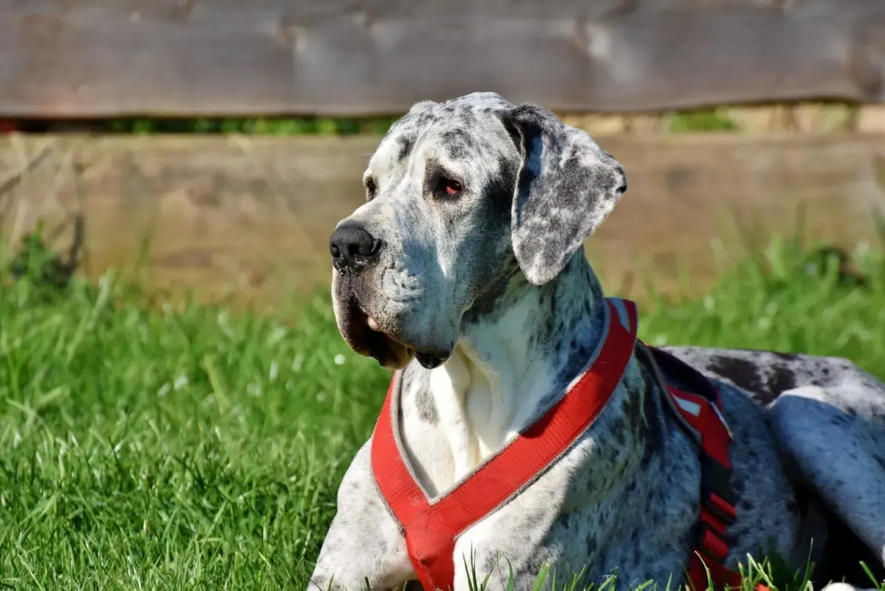 Piękny dog niemiecki w czerwonej uprzęży leży na trawie. Zastanawiasz się, ile kosztuje uśpienie psa?