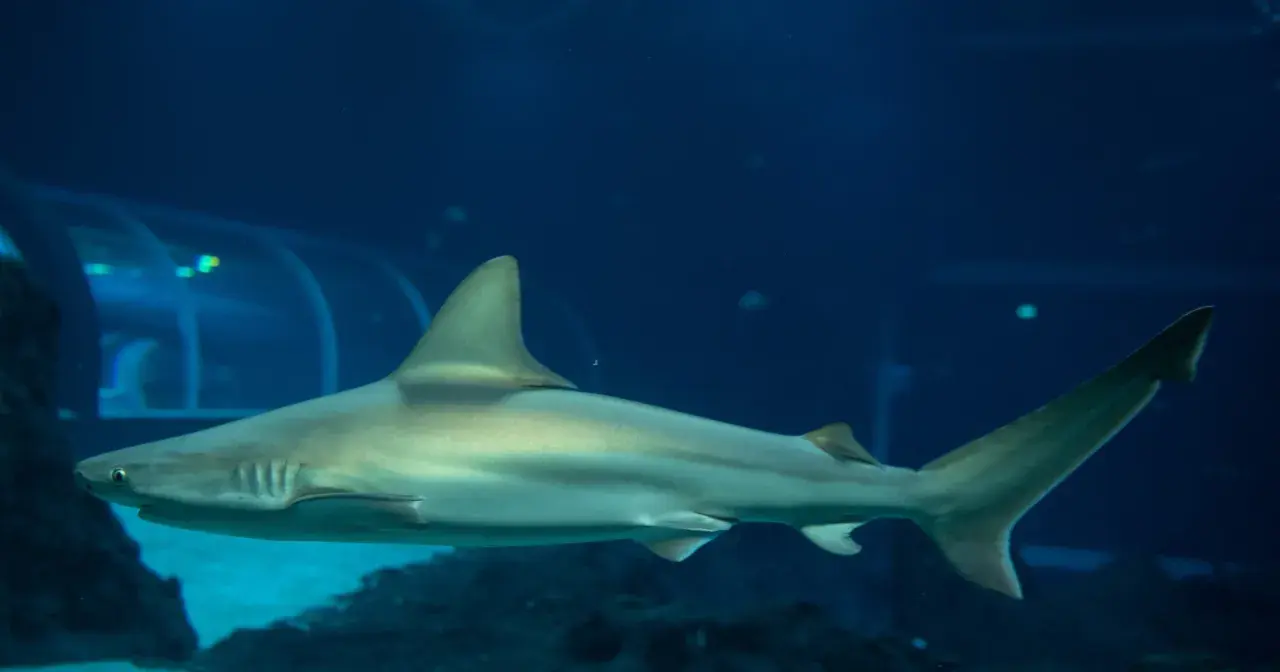 Rekin pływa w oceanarium, które jest częścią większego kompleksu, jak np. Afrykarium. Czy to to samo? Nie, to różne atrakcje.