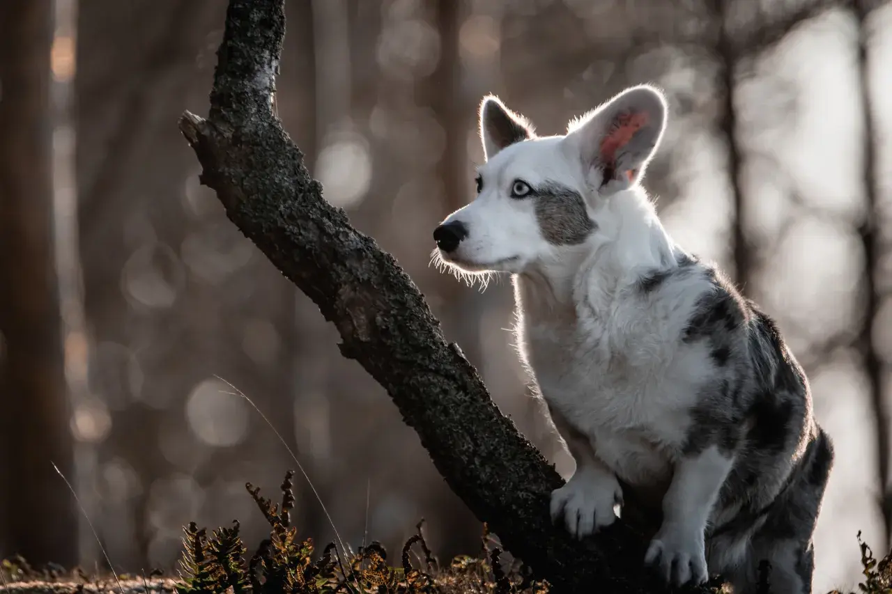 Uroczy corgi pies królowej, z niebieskimi oczami, siedzi na gałęzi drzewa, oświetlony słońcem.
