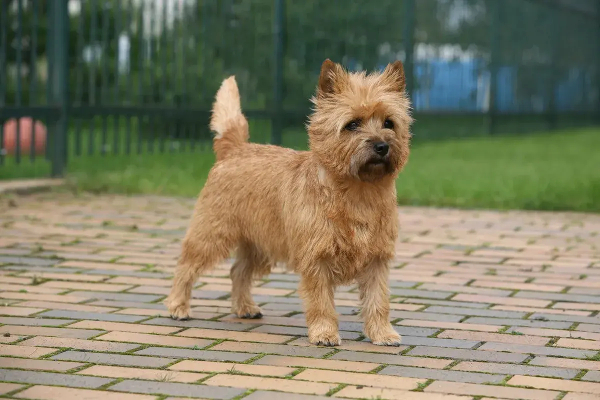 Cairn terrier, jeden z wielu rodzajów terierów, stoi na chodniku z cegły.