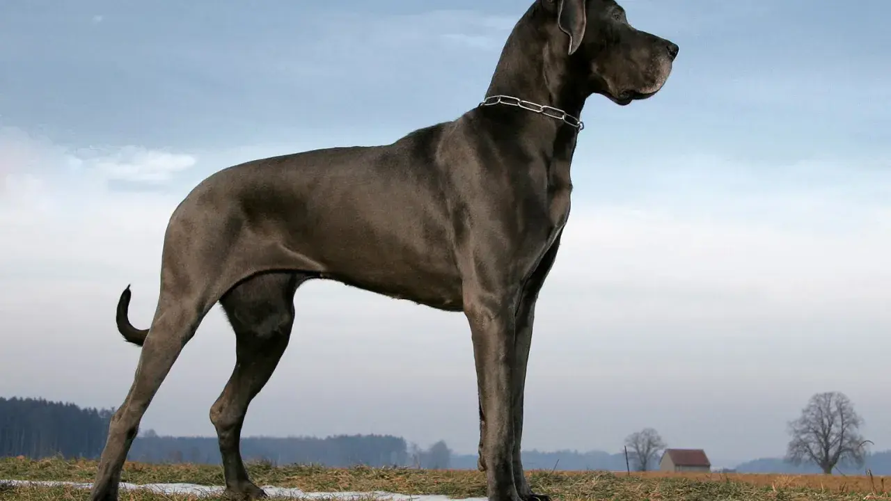 Majestatyczny dog niemiecki największy, dumny pies o szarej sierści, stoi na tle nieba i pól.