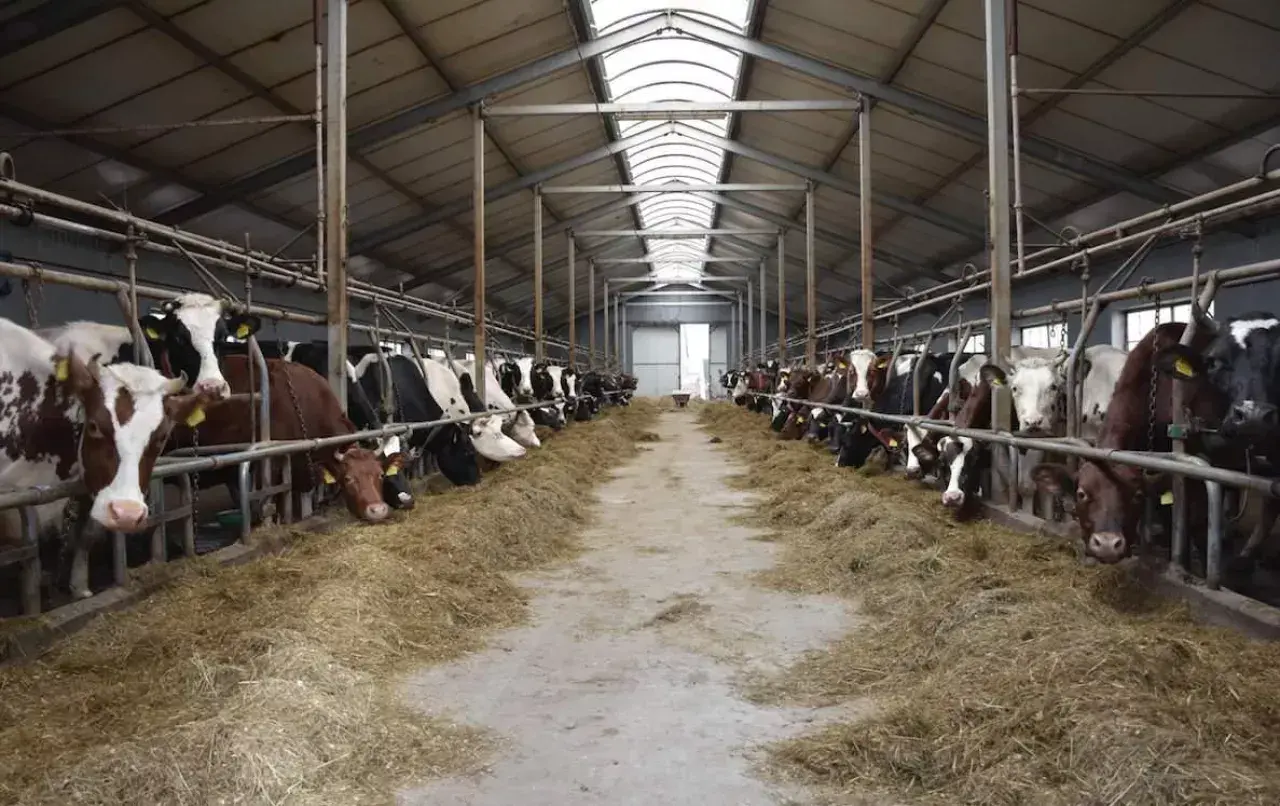 Wielka obora pełna krów, które jedzą siano. Widać, co je krowa, gdy jest karmiona.