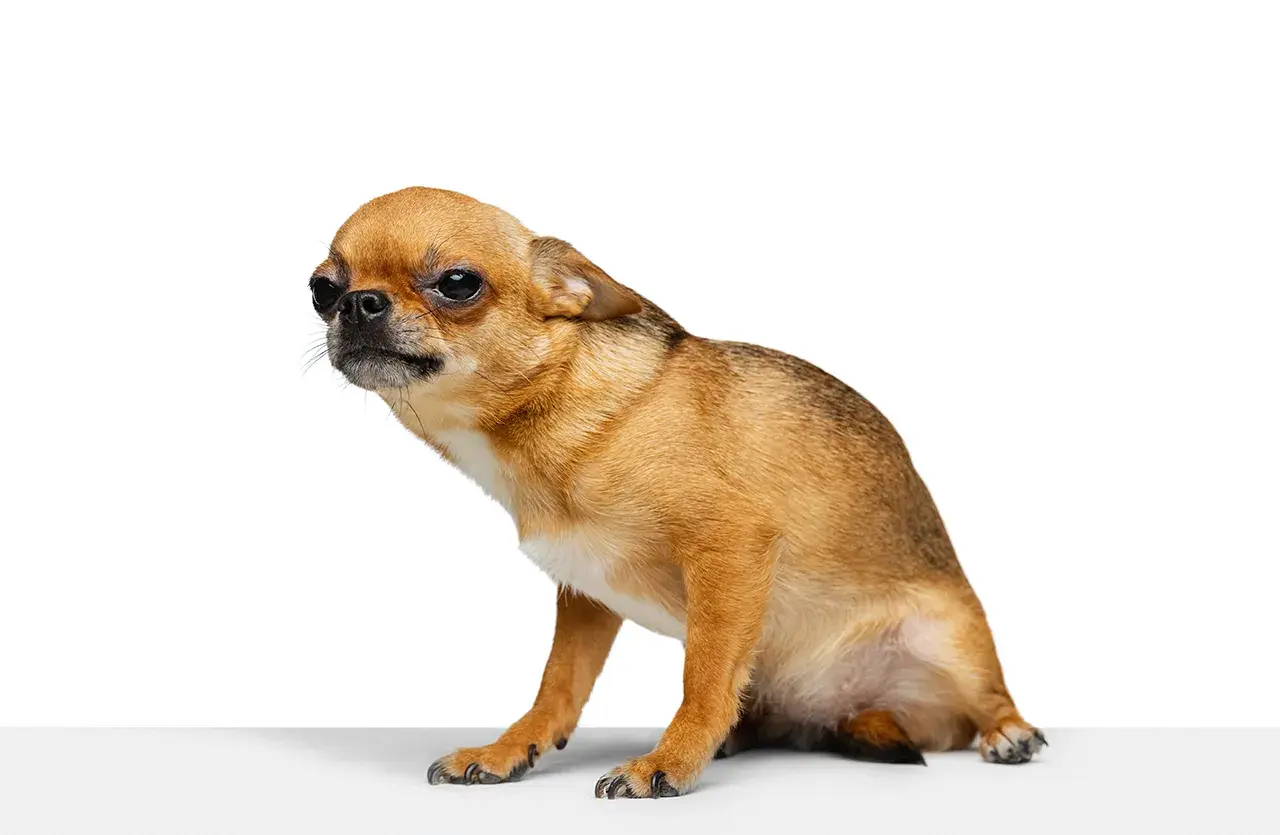 Mały, brązowy piesek chihuahua siedzi na białym tle, jakby przygotowywał się do zjazdu na sankach.