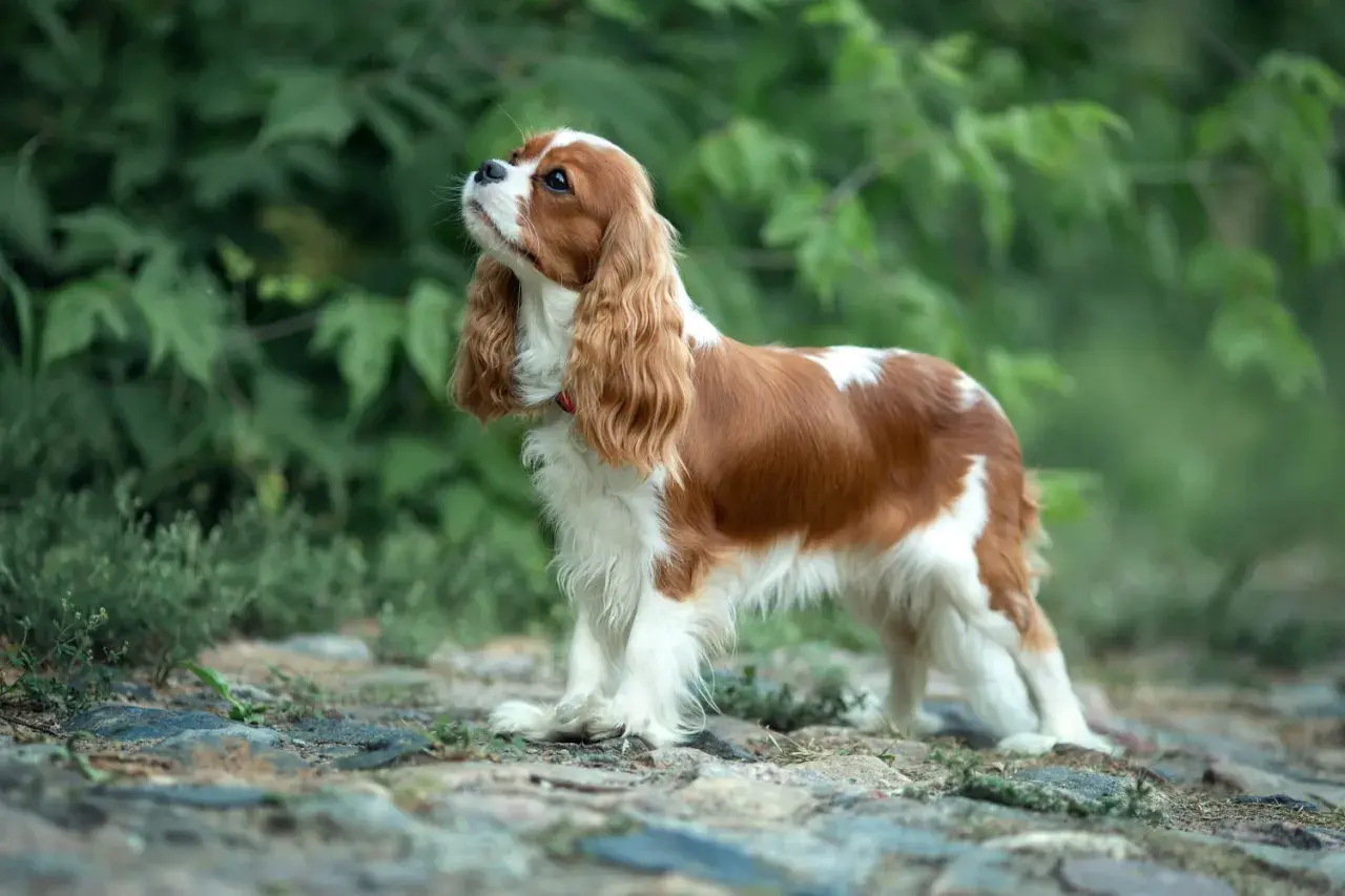 Cavalier King Charles Spaniel o łagodnym charakterze, z rudymi i białymi znaczeniami, stoi na kamienistej ścieżce wśród zieleni.